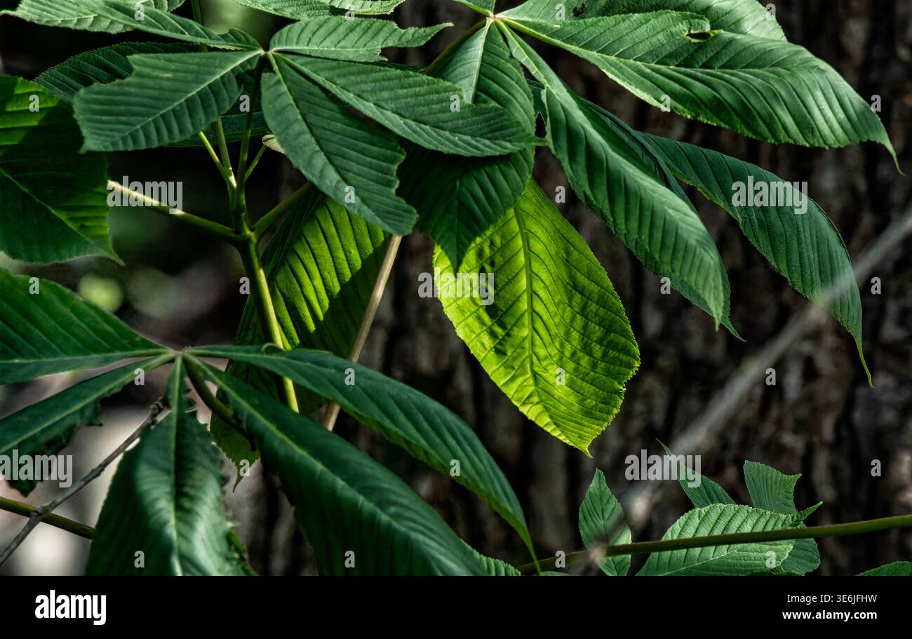 The broad leaves of  a buckeye tree Stock Photo