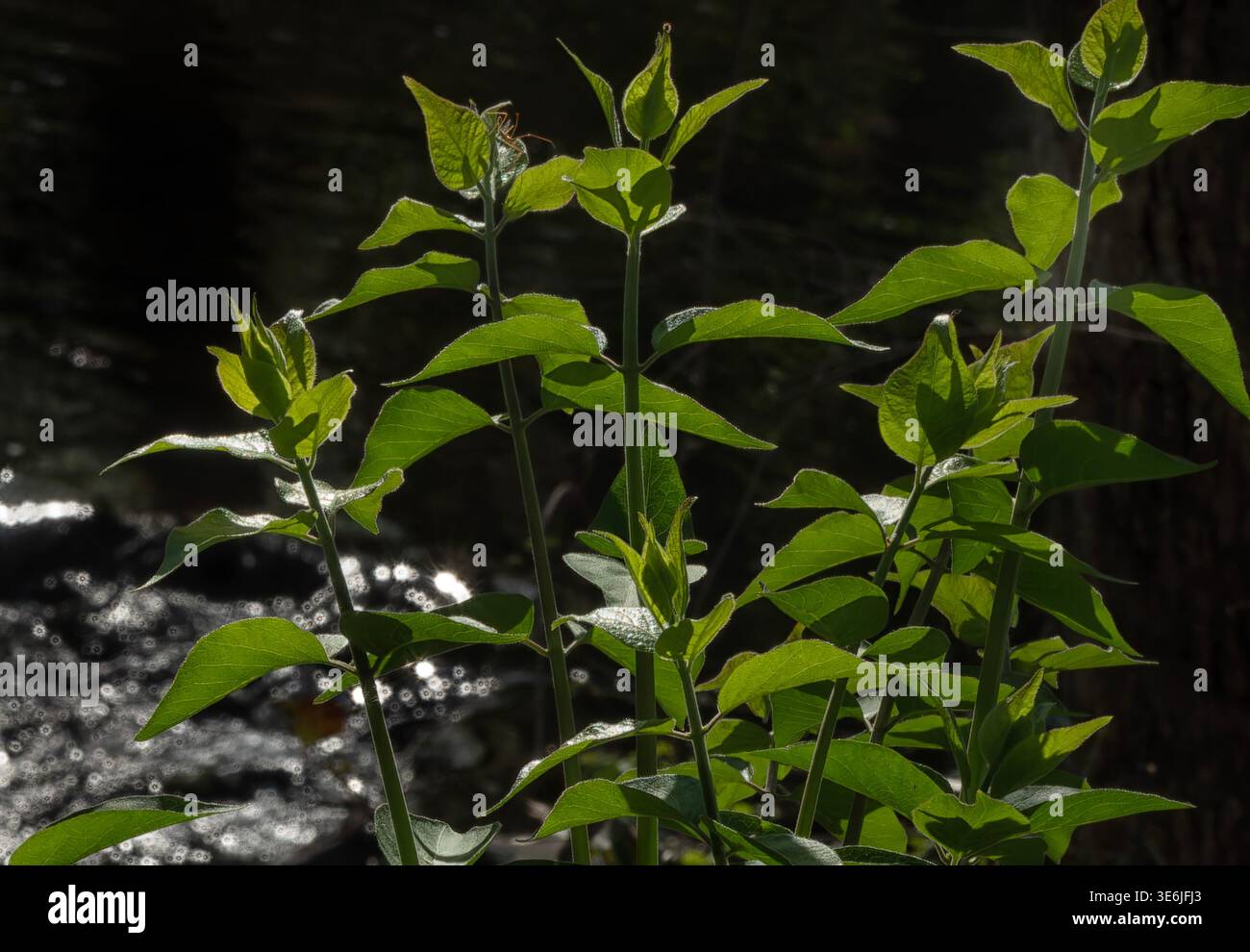The broad leaves of  a buckeye tree Stock Photo