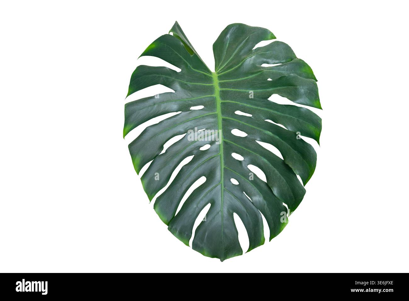 philodendron opacum Philodendron Lupinum – Okanoka main image 1