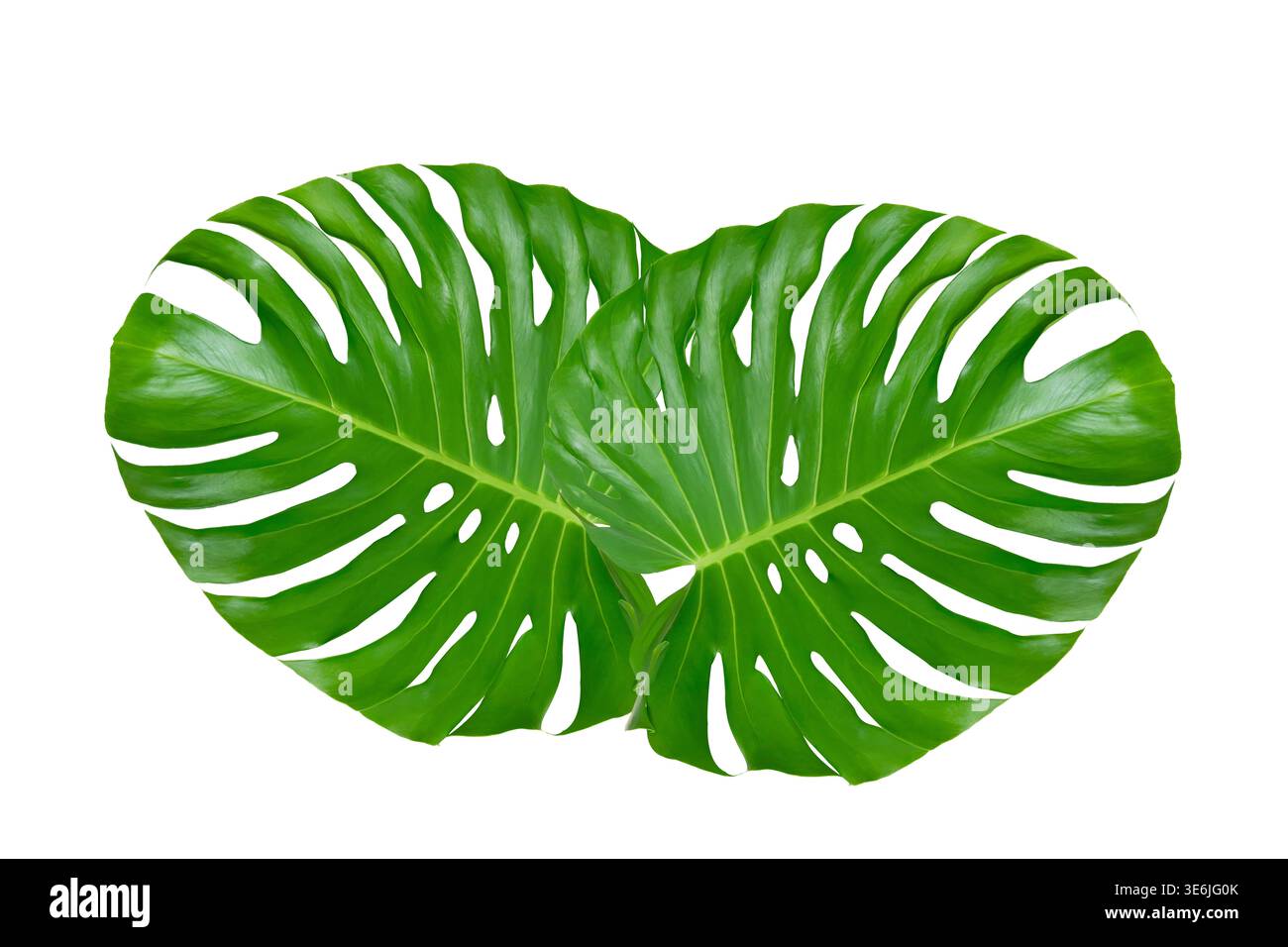 Big palm tree hi-res stock photography and images - Page 2 - Alamy
