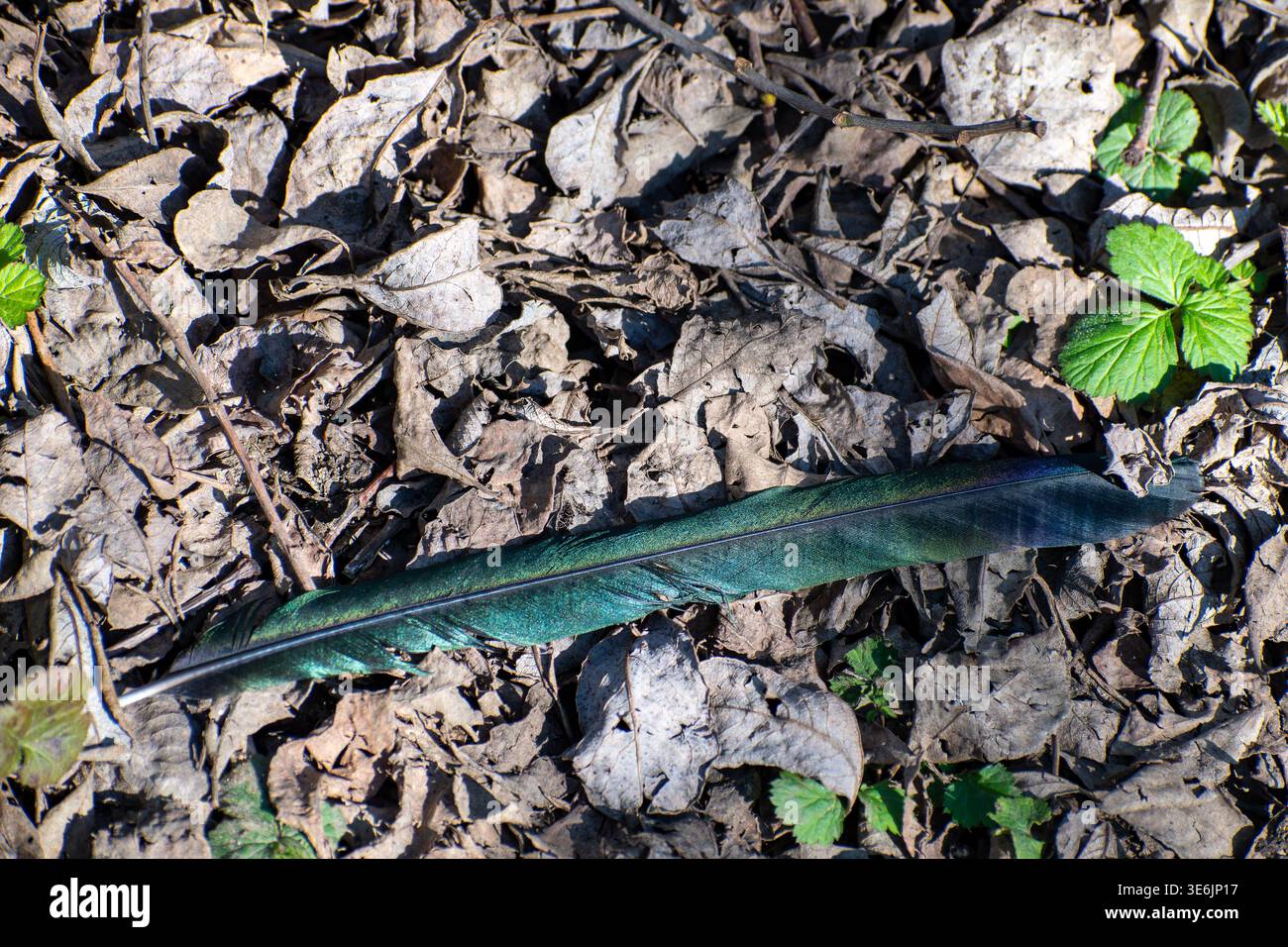 A bird feather from a Male Mallard Duck. Stock Photo