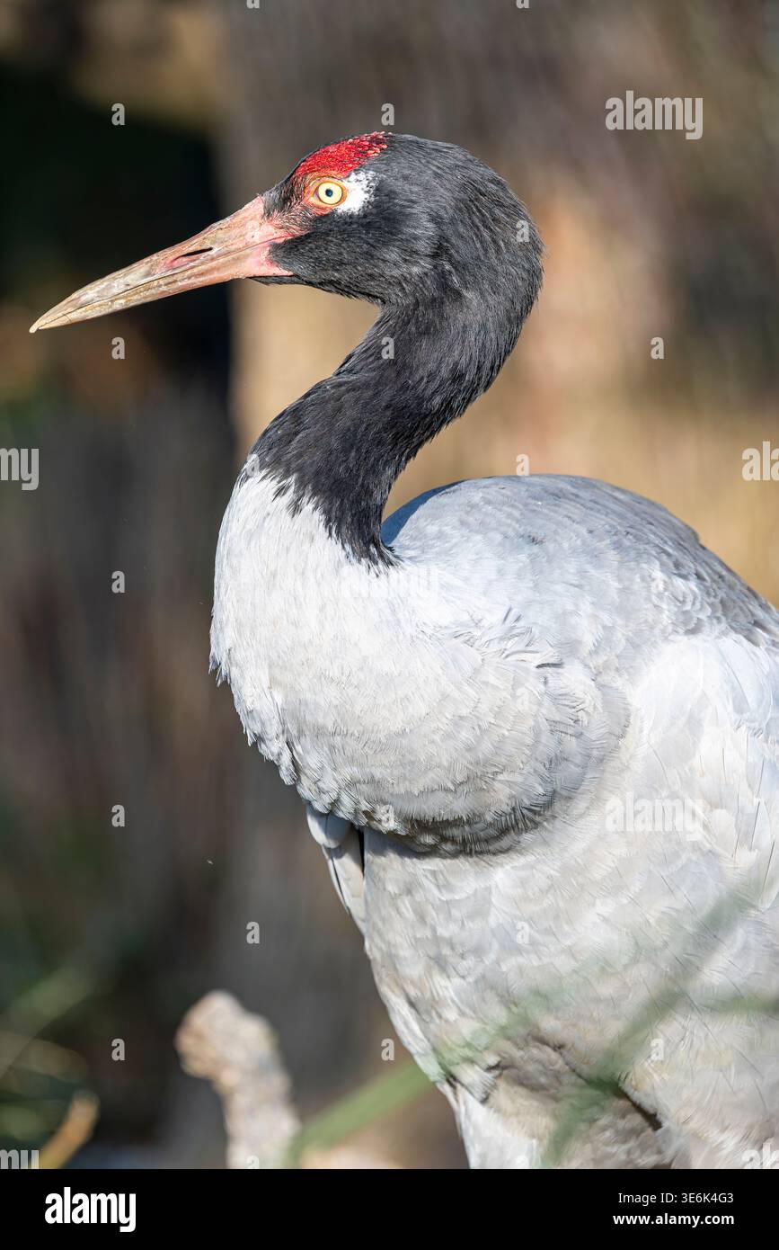 The black-necked crane (Grus nigricollis) is a medium-sized crane in ...