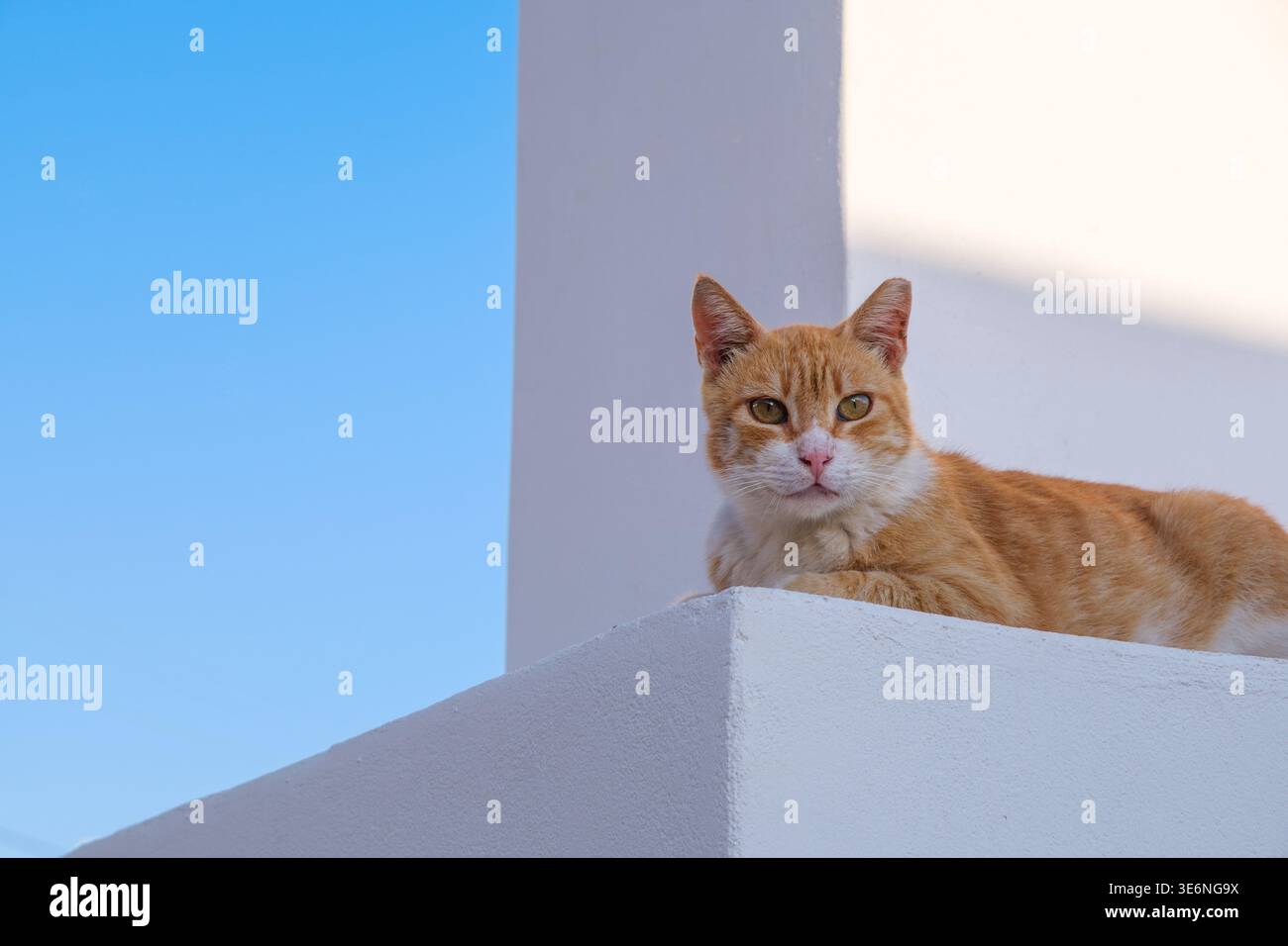 Orange tabby cat resting on white structure with clear blue sky background Stock Photo