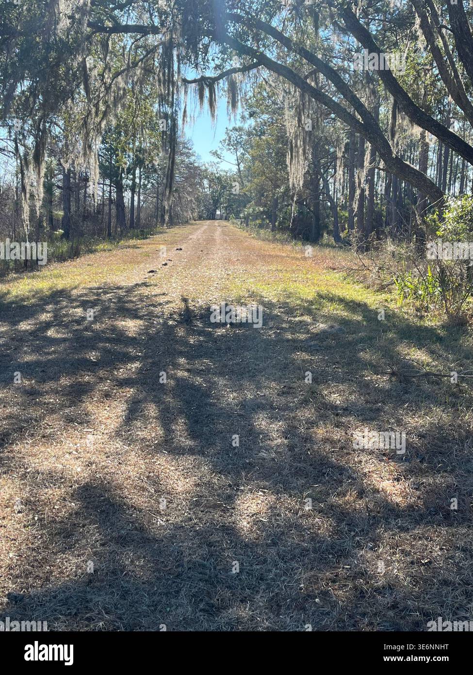 Spanish moss hanging from live oak trees along Florida Trail in Saint Marks National Wildlife Refuge. - Smartphone Captured Stock Image