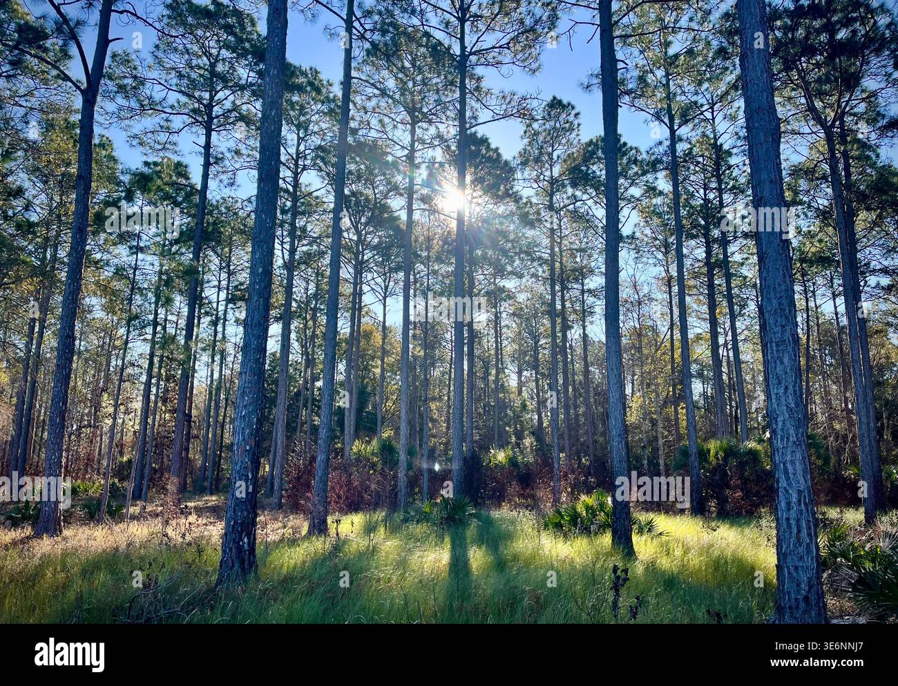Longleaf pines, along Florida Trail. - Smartphone Captured Stock Image