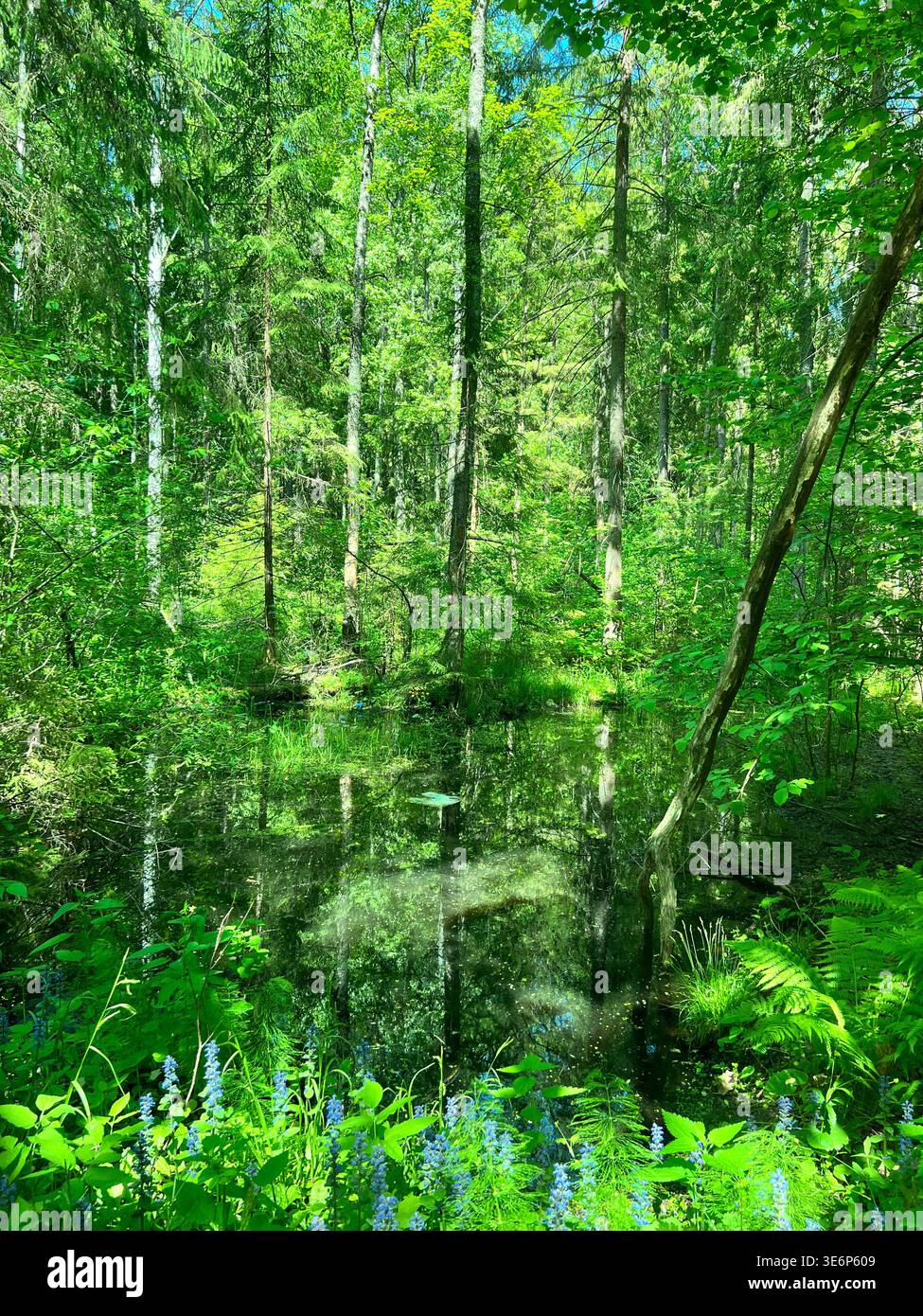 Sunlit forest pond with reflections and lush green woodland near Nikola-Lenivets in Kaluga Oblast, Russia. - Smartphone Captured Stock Image