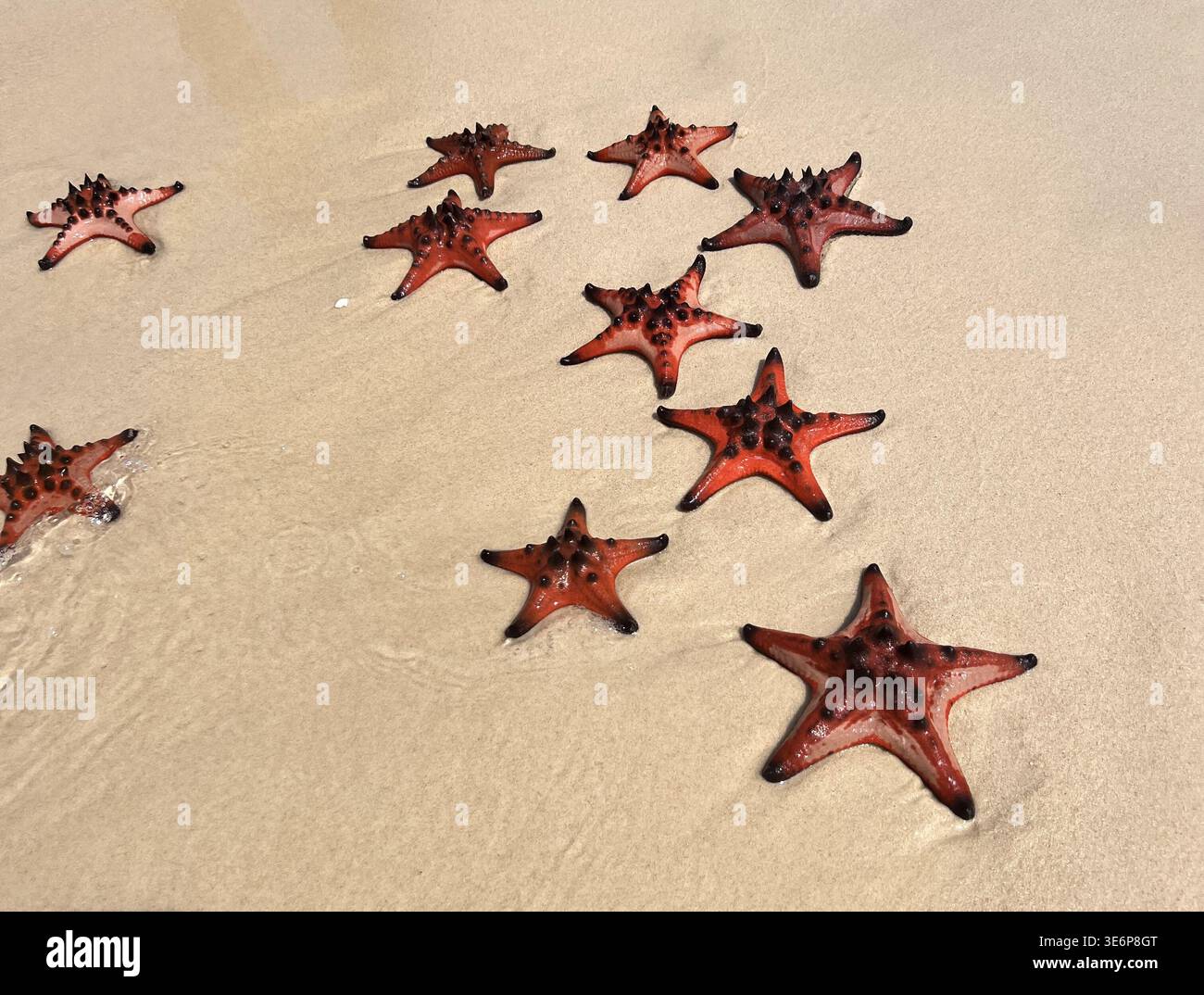 Red starfish on wet sand at Rach Vem, Phu Quoc, Vietnam. - Smartphone Captured Stock Image