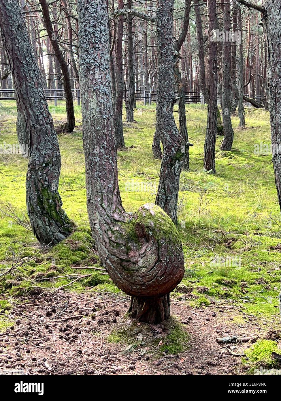Twisted pine tree in the Dancing Forest on the Curonian Spit, Kaliningrad Oblast, Russia. - Smartphone Captured Stock Image
