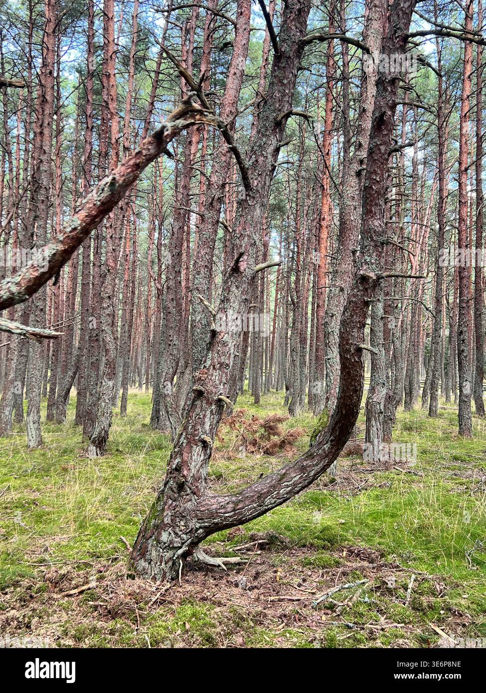 Twisted pine trunk in the Dancing Forest on the Curonian Spit, Kaliningrad Oblast, Russia. - Smartphone Captured Stock Image