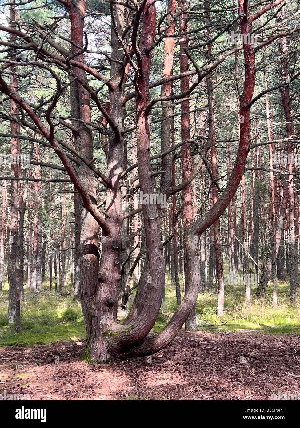 Twisted tree in the Dancing Forest on the Curonian Spit, Kaliningrad Oblast, Russia. - Smartphone Captured Stock Image