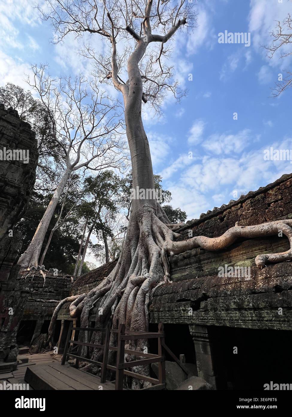Tall rooted tree beside temple ruins at Ta Prohm in Siem Reap, Cambodia. - Smartphone Captured Stock Image