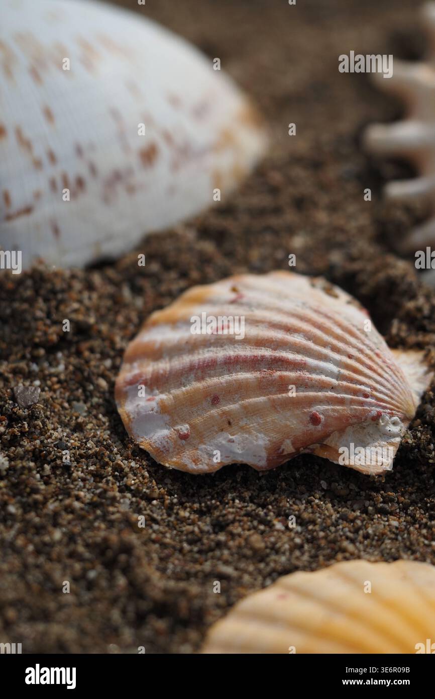 Shells lying on the sandy beach during daylight hours Stock Photo