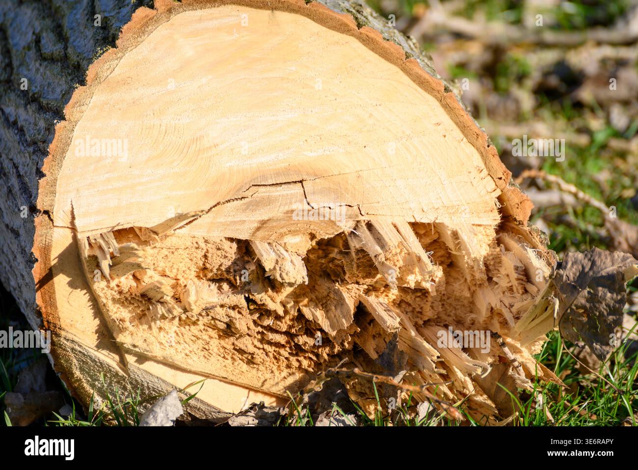 Wood texture detail on a broken tree log in a forest or park Stock ...
