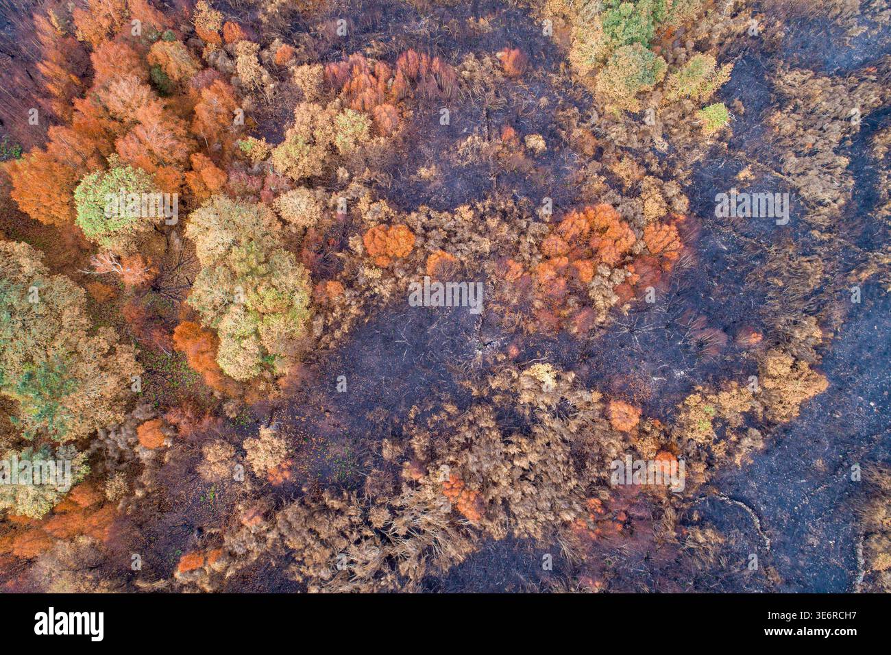 Landscape showing a wildfire aftermath and recovery The Concept of ...