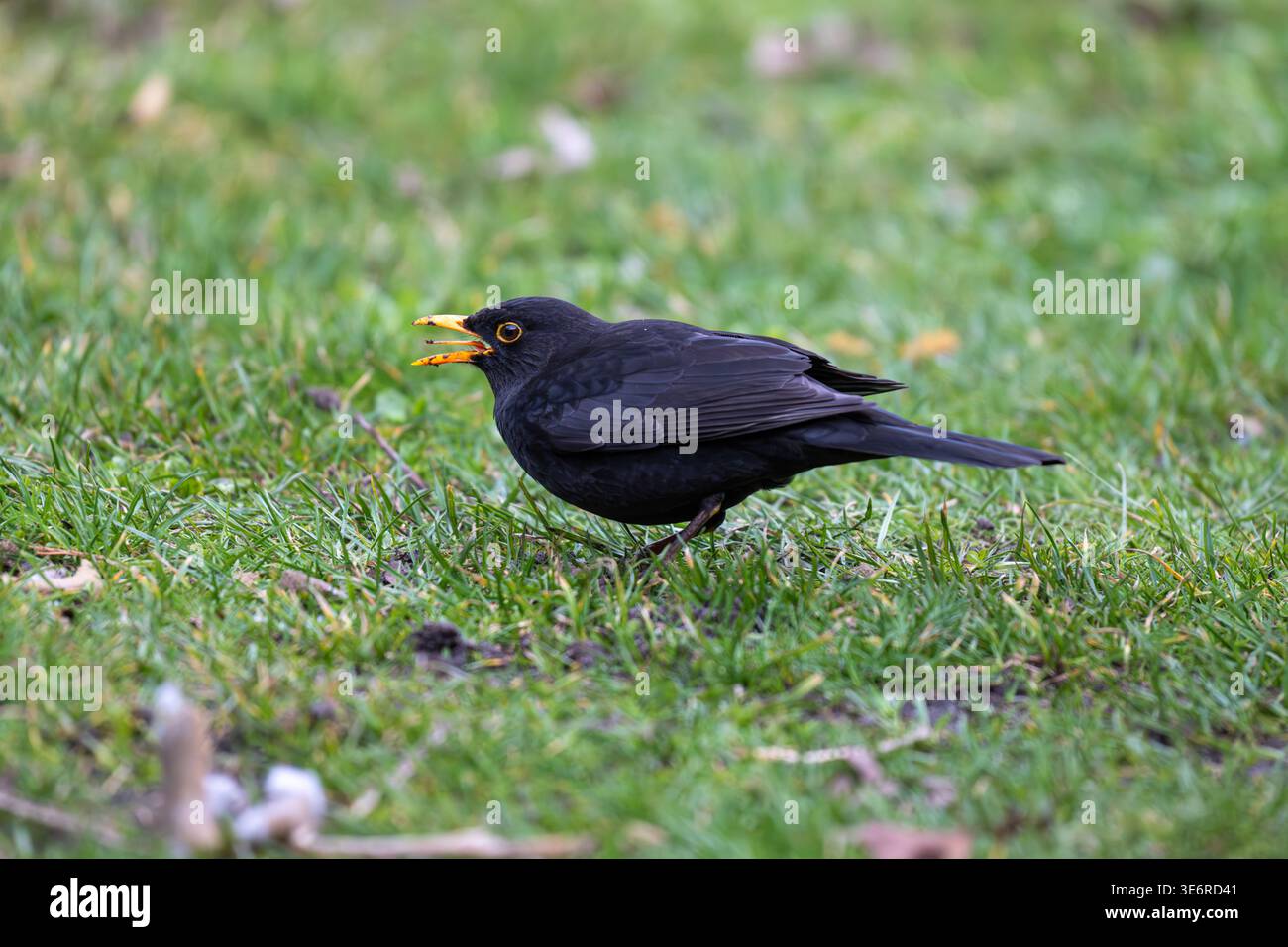 Blackbird open beak hi-res stock photography and images - Alamy