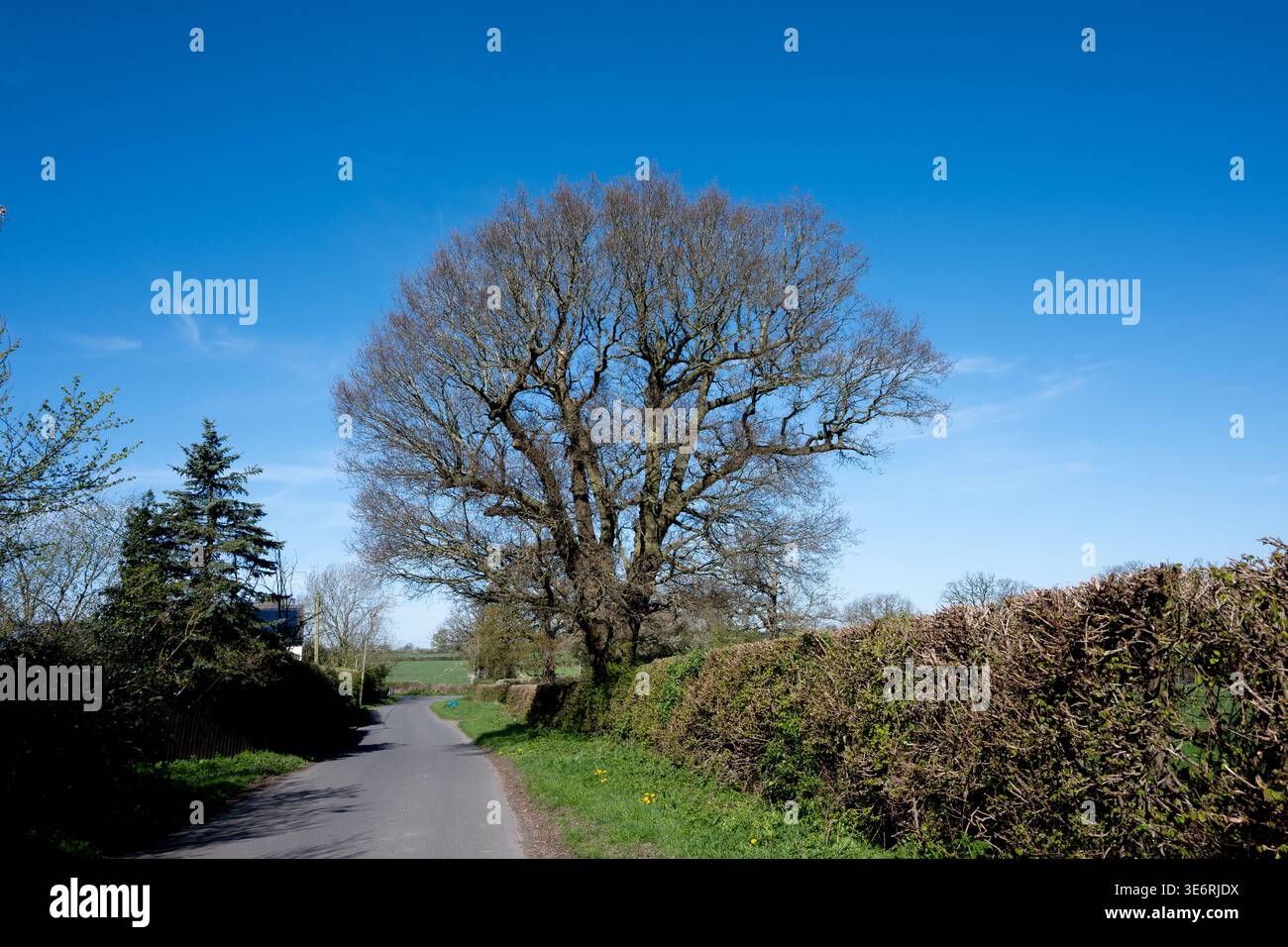 An Oak tree in a hedgerow in early spring, Budbrooke, Warwickshire, UK Stock Photo
