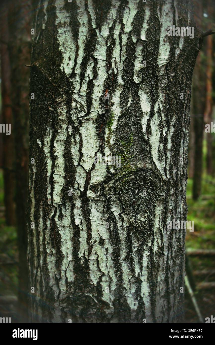 A vertical shot of a mature birch tree trunk standing out among dark ...
