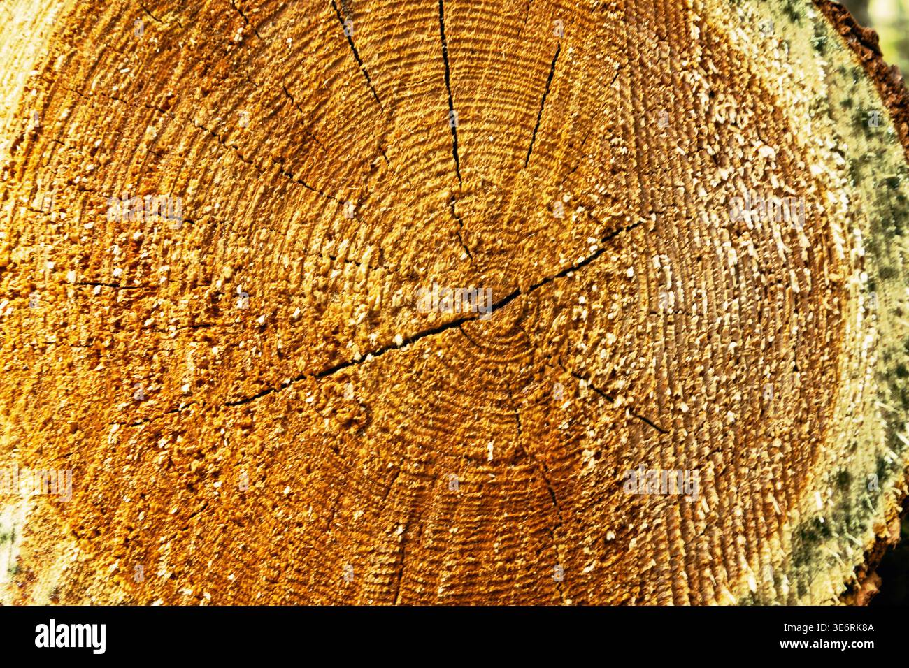 A high-resolution, full-frame photograph capturing the cross section of ...