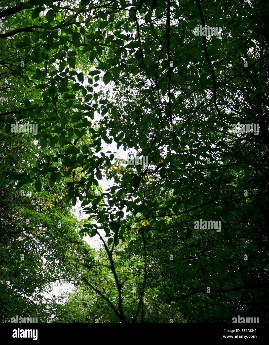 A low-angle shot looking up through a thick canopy of deciduous trees ...