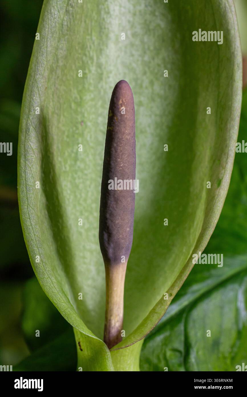 Spring Plant Clips Wild arum plant anatomy hi-res stock photography and images - Alamy