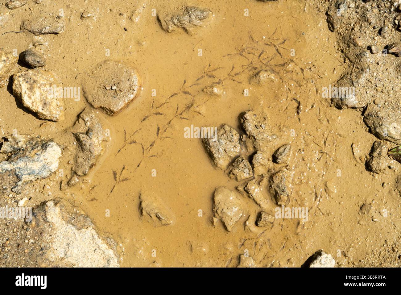 top view of bird footprints in mud symbolizing biodiversity loss Stock ...