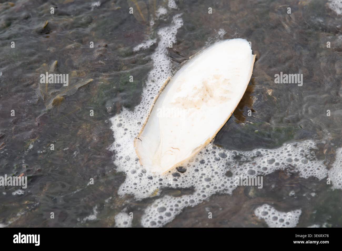 Cuttlebone, inner shell of cuttlefish washed up on beach, low tide ...