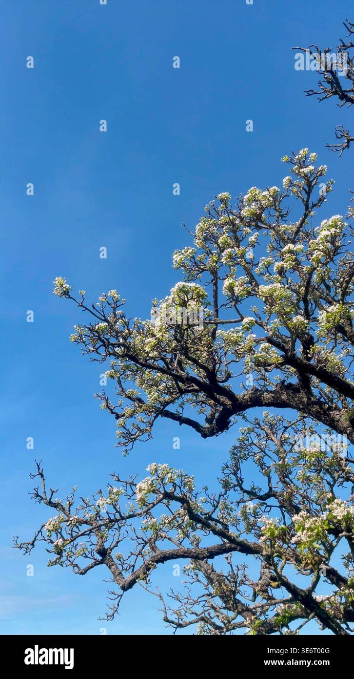 Gardening Pear tree blossom against a blue sky background april, spring ...