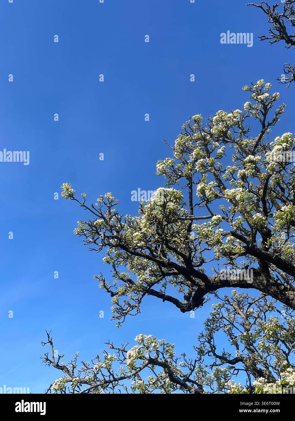 Gardening Pear tree blossom against a blue sky background april, spring ...