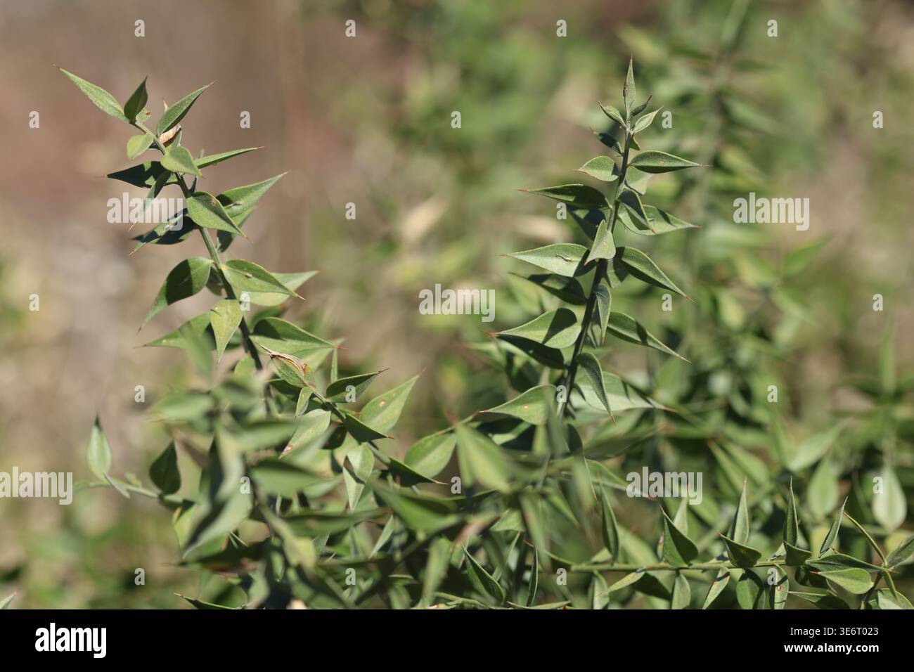 Butcher's broom (ruscus aculeatus) hi-res stock photography and images -  Page 2 - Alamy