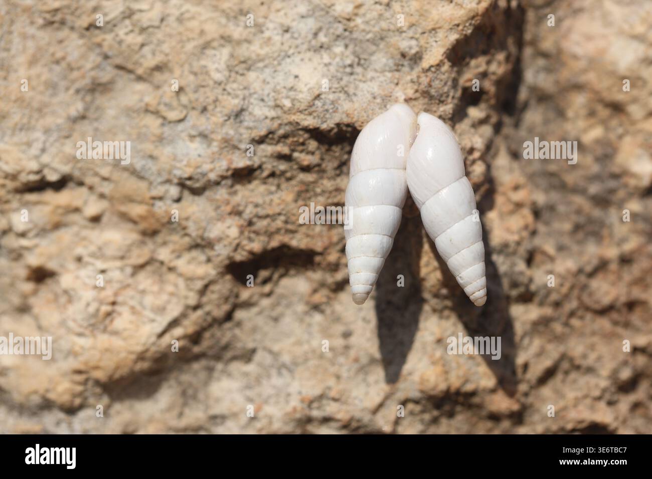 close up of a snail on rock Stock Photo