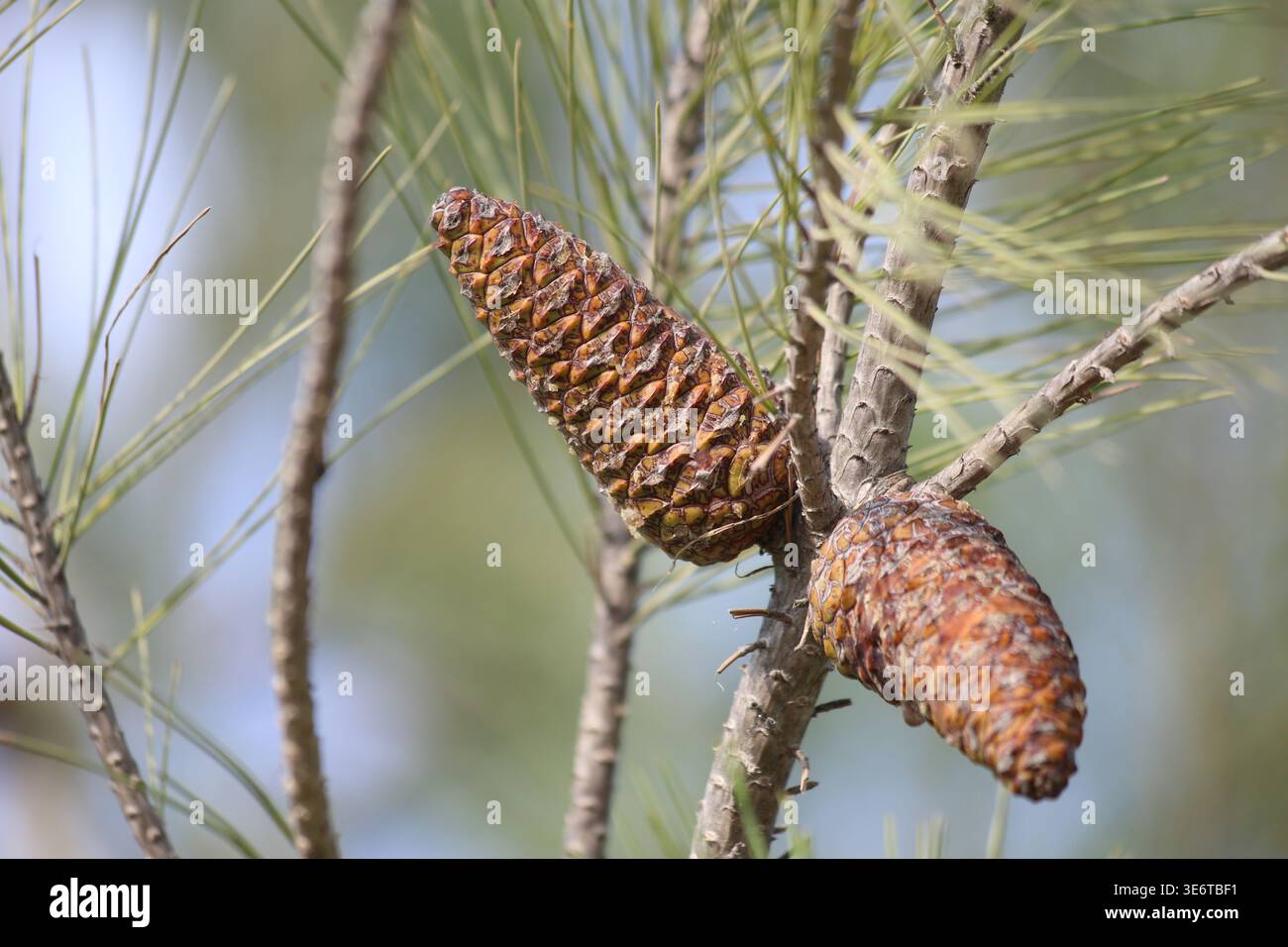 branch of turkish pine with cones Stock Photo