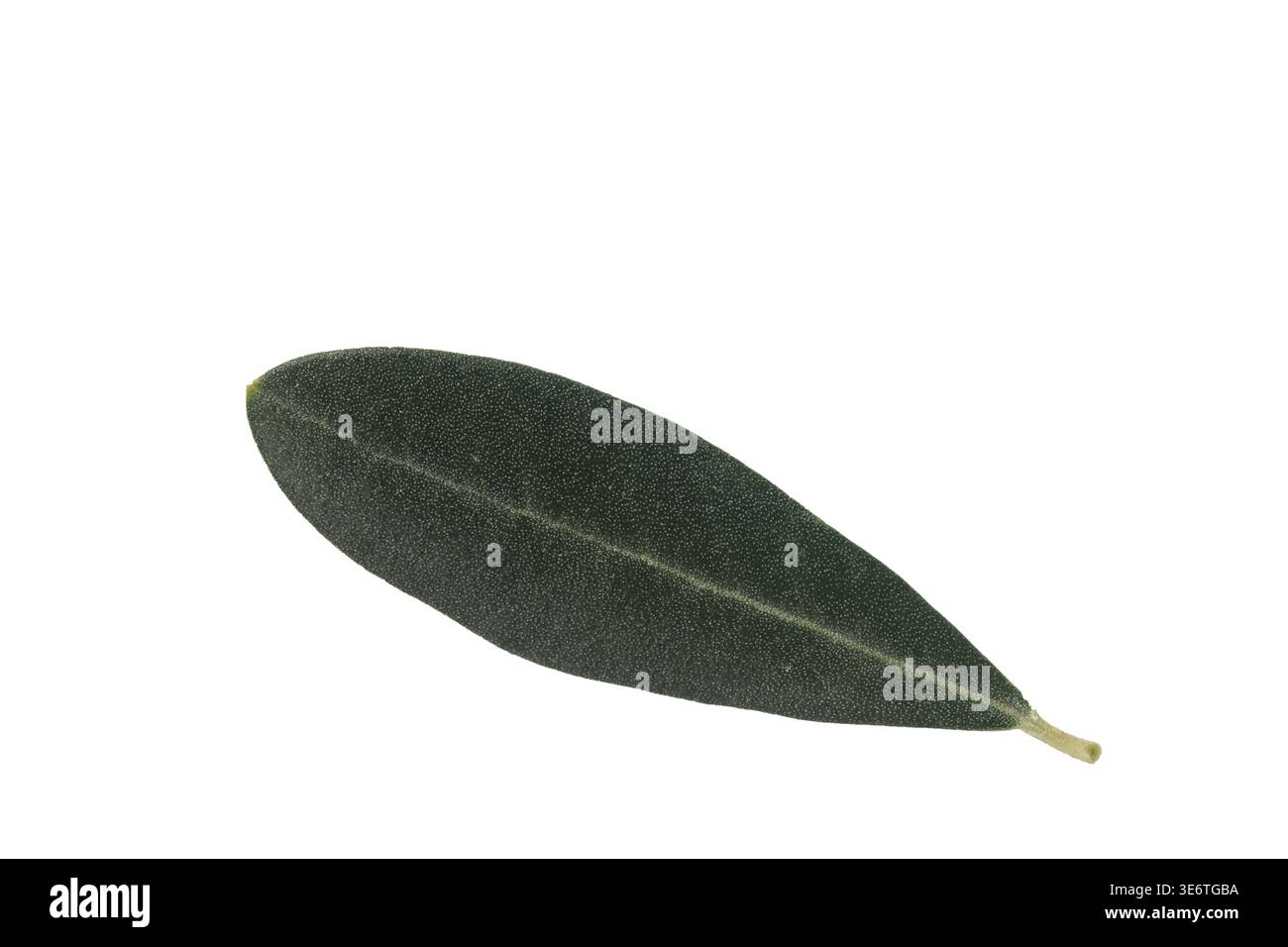 olive tree leaves isolated on white background Stock Photo