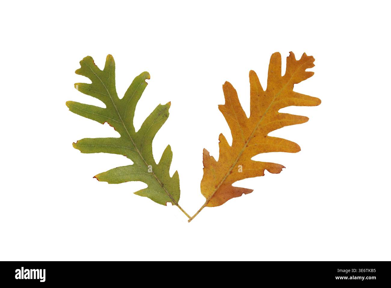green and brown oak leaf isolated on white background Stock Photo