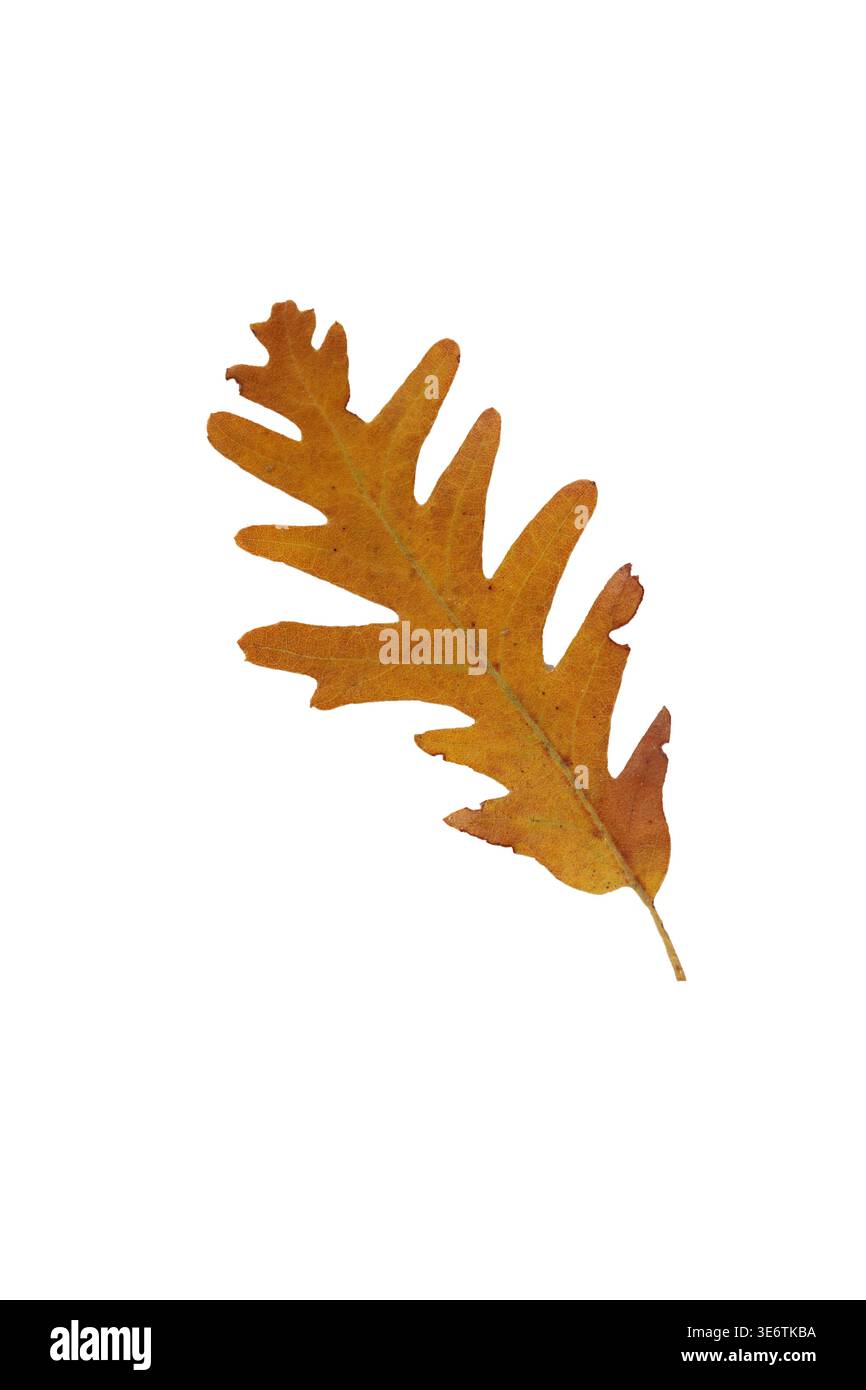 brown oak leaf isolated on white background Stock Photo