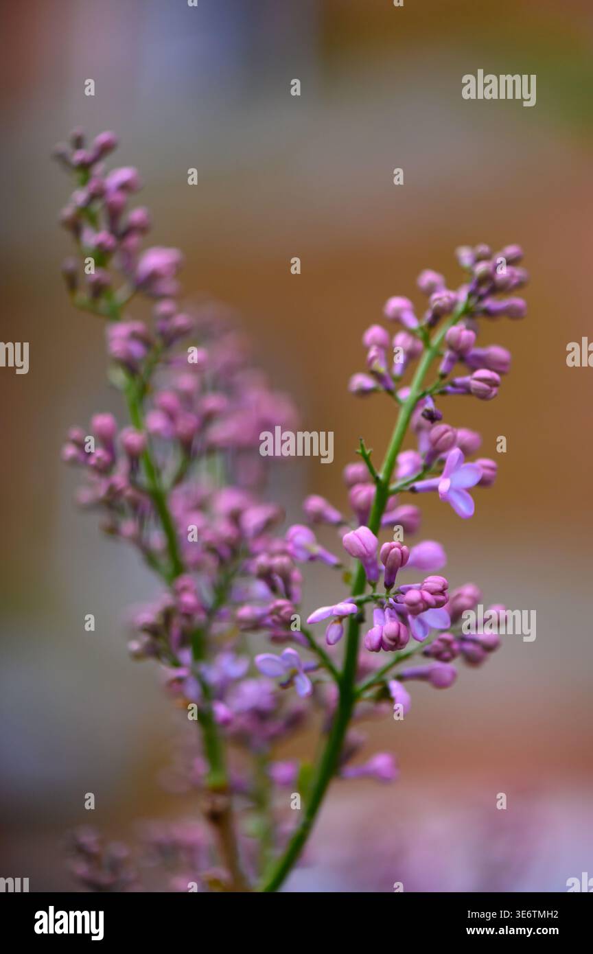 valeriana officinalis plant Valeriana officinalis (4