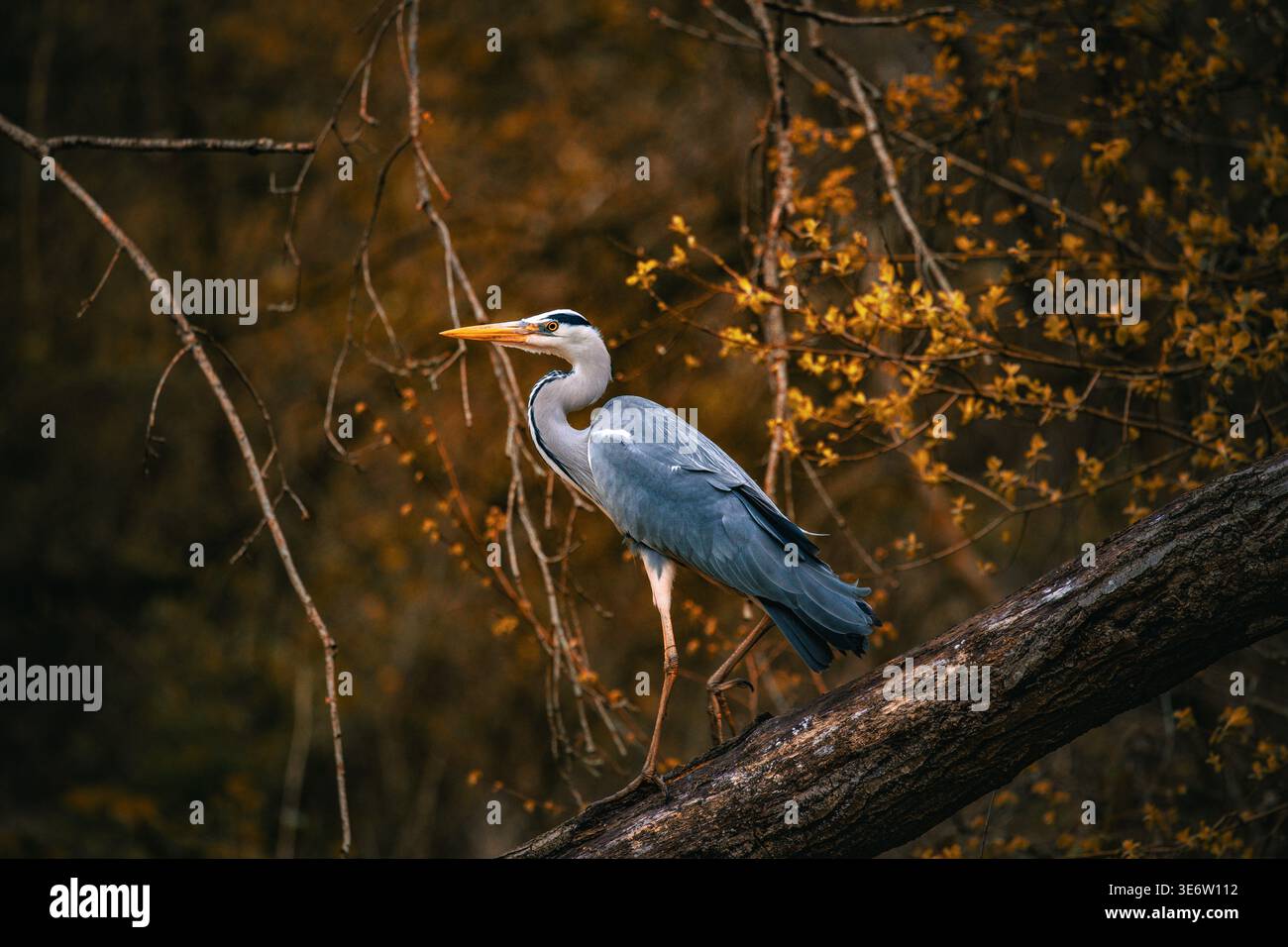 Grey heron perched on branch against golden autumn foliage Stock Photo