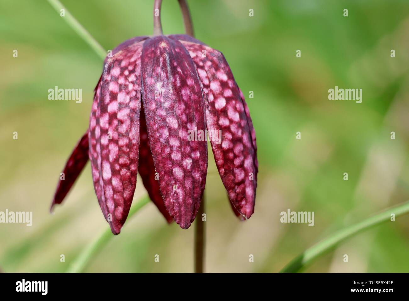 A close-up of a Fritillaria persica flower with purple petals and white spots in a natural outdoor setting Stock Photo