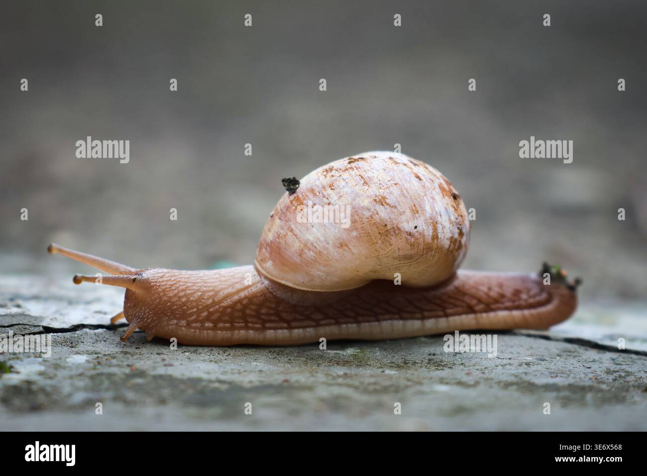 Snail with Spiral Shell on Concrete Ground. Close-up outdoor image capturing a snail traveling along a concrete surface. Stock Photo