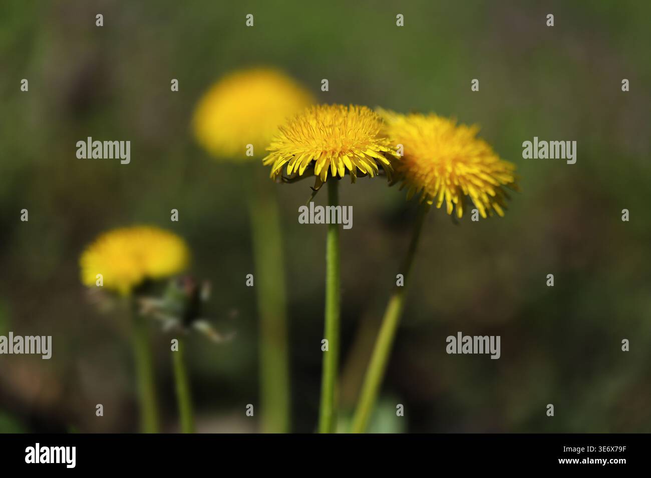 Dandelion flowers on a green background Stock Photo