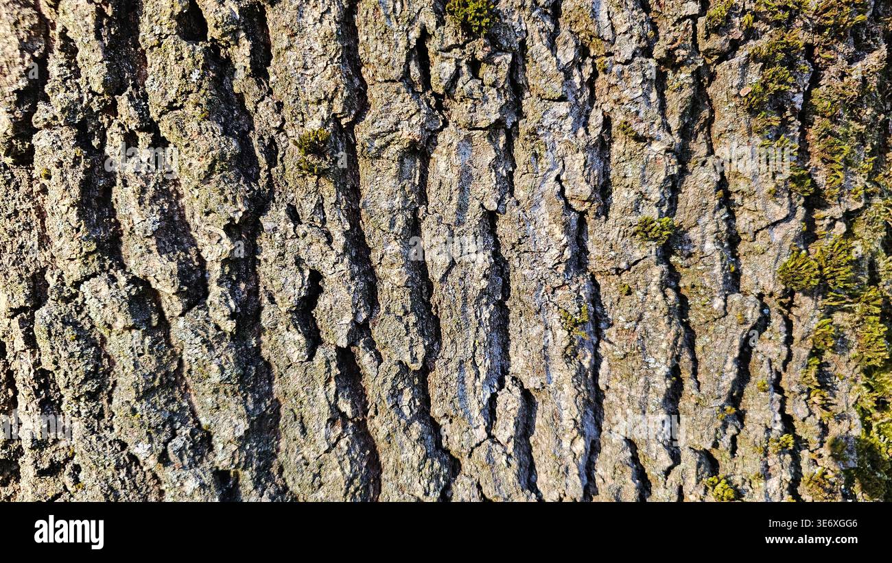 Rugged tree bark with vertical ridges, weathered surface, and subtle green moss Stock Photo