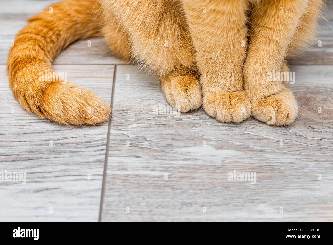 ginger cat sitting on the floor, close-up Stock Photo