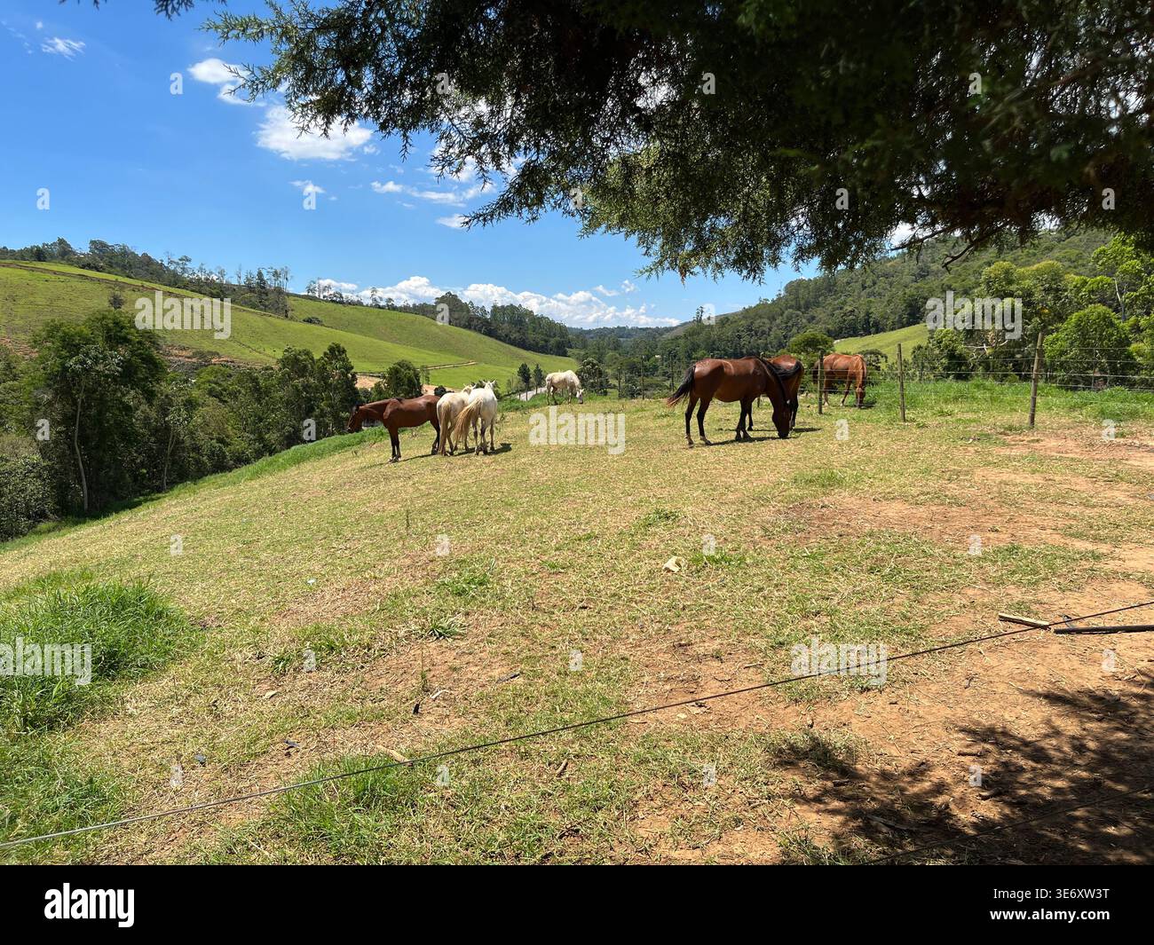 A group of horses grazes on a rolling green hill under a blue sky with clouds. The idyllic countryside scene is framed by trees, evoking a sense of pe - Smartphone Captured Stock Image
