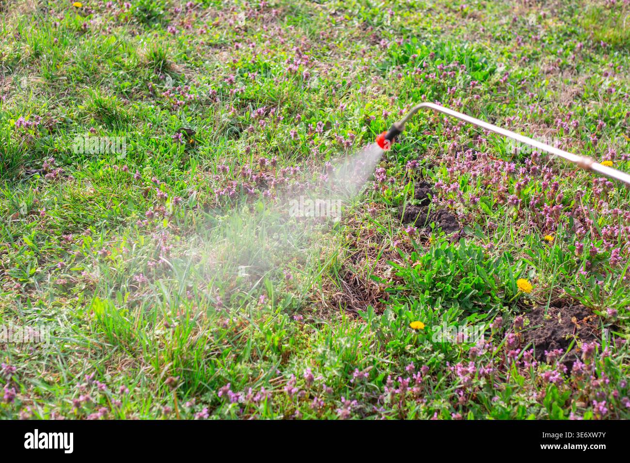 Close up of a sprayer nozzle applying liquid chemicals to plants on the ground. Garden maintenance, agriculture work, pest control, plant protection. Stock Photo