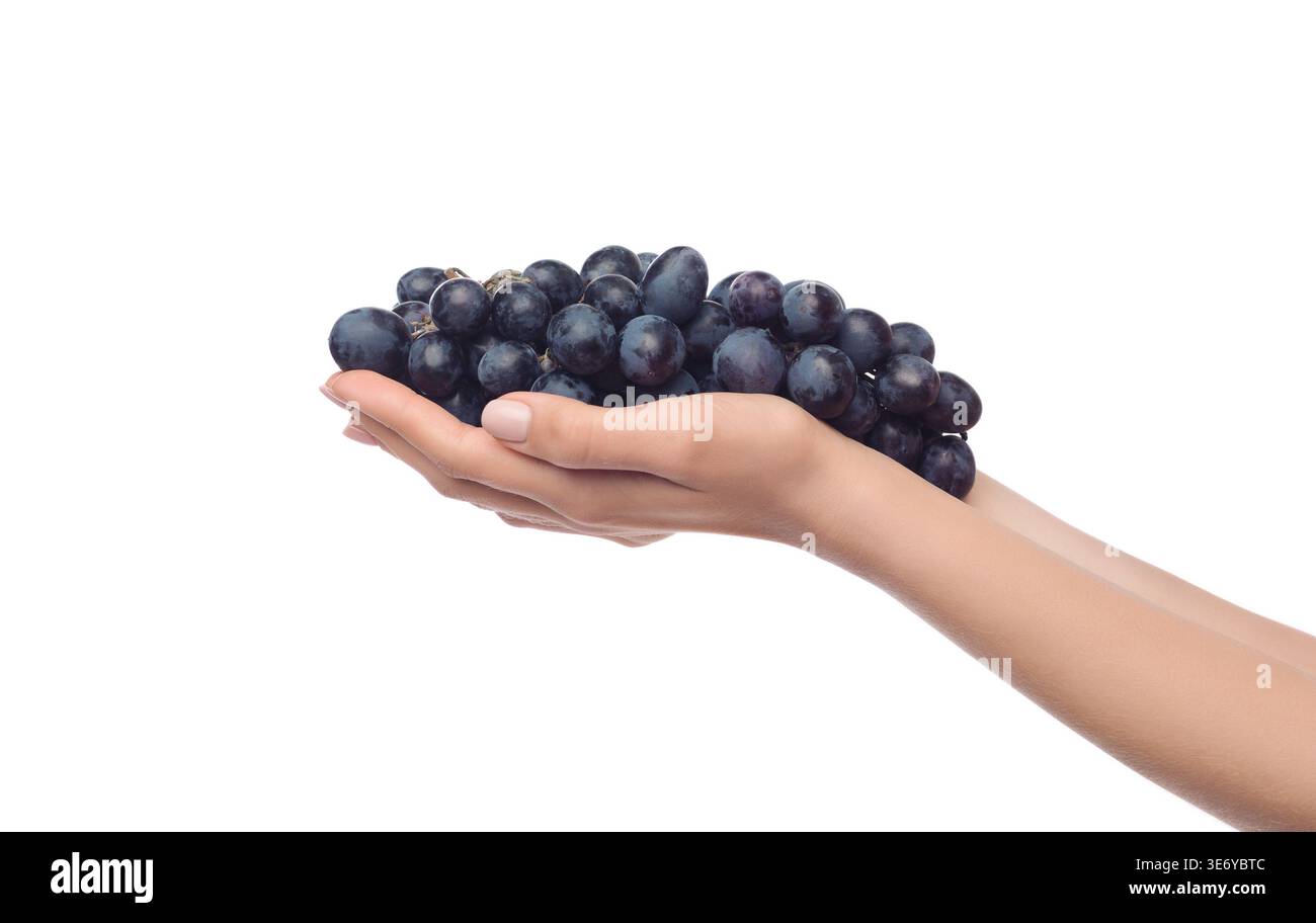 Black grapes. Woman holding big bunch of grapes Stock Photo