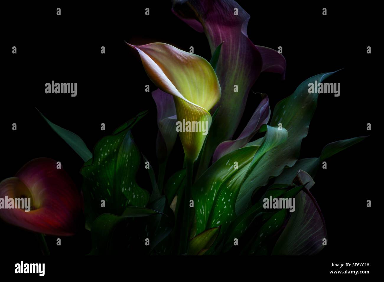 Calla lily with dramatic creative lighting, USA Stock Photo