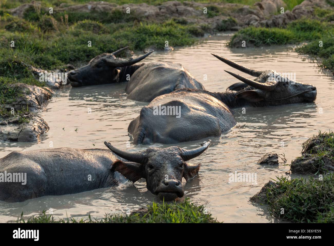 Group of Asian water buffalo bathing and relaxing in muddy water in middle of farm field at sunset. Stock Photo