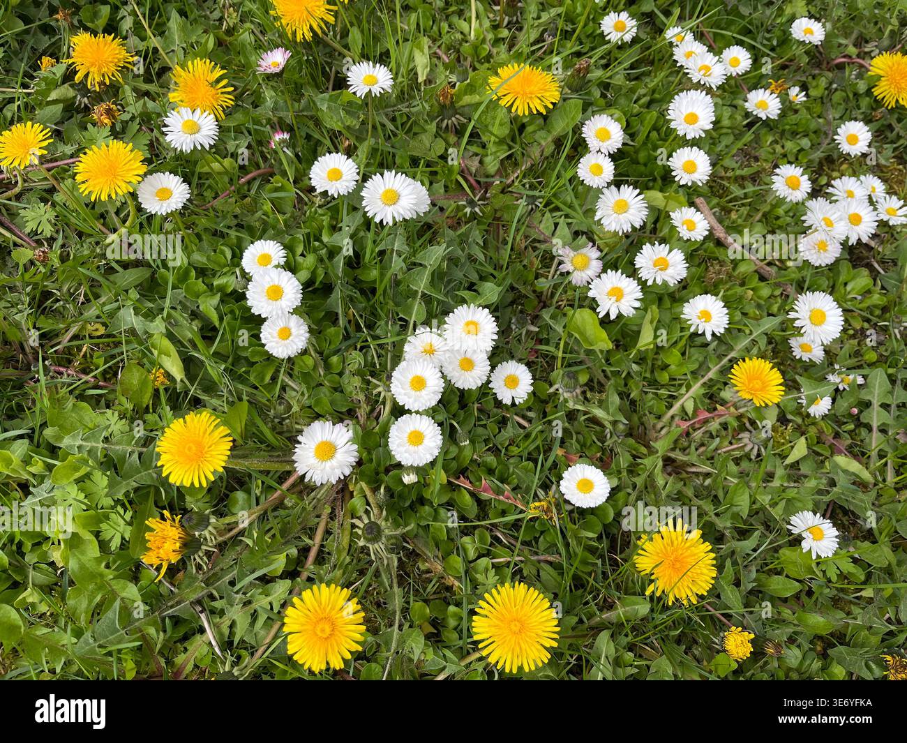 Flat lay of Bellis perennis daisies and Taraxacum dandelions in green grass. Spring meadow top view background for nature textures and copy space. - Smartphone Captured Stock Image