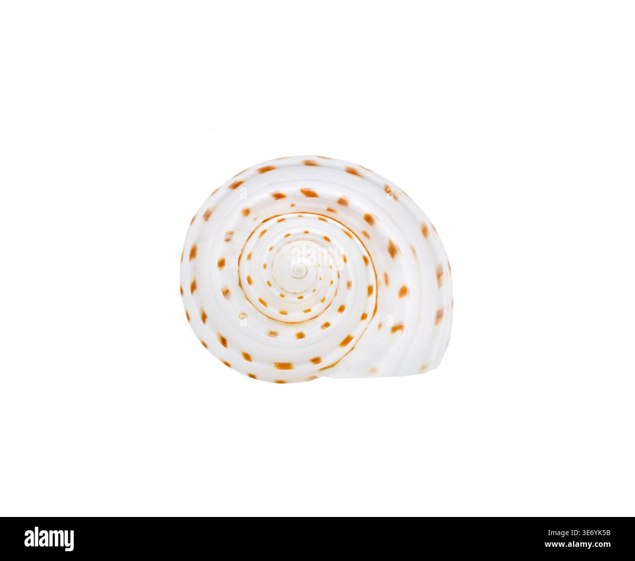 Spiral seashell front view on clean background Stock Photo