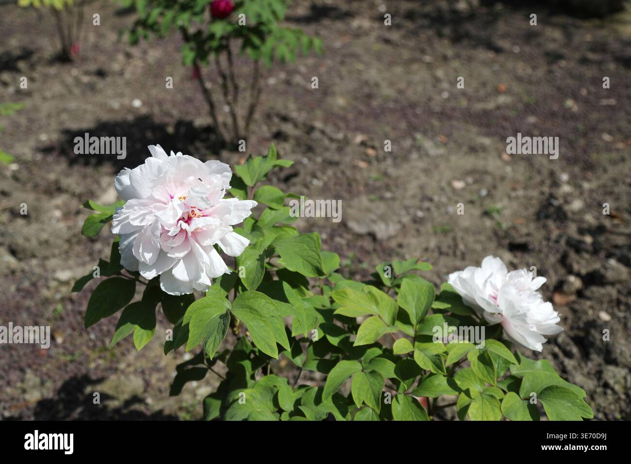 Peonies bloom in a Shanghai park during their optimal viewing period in ...