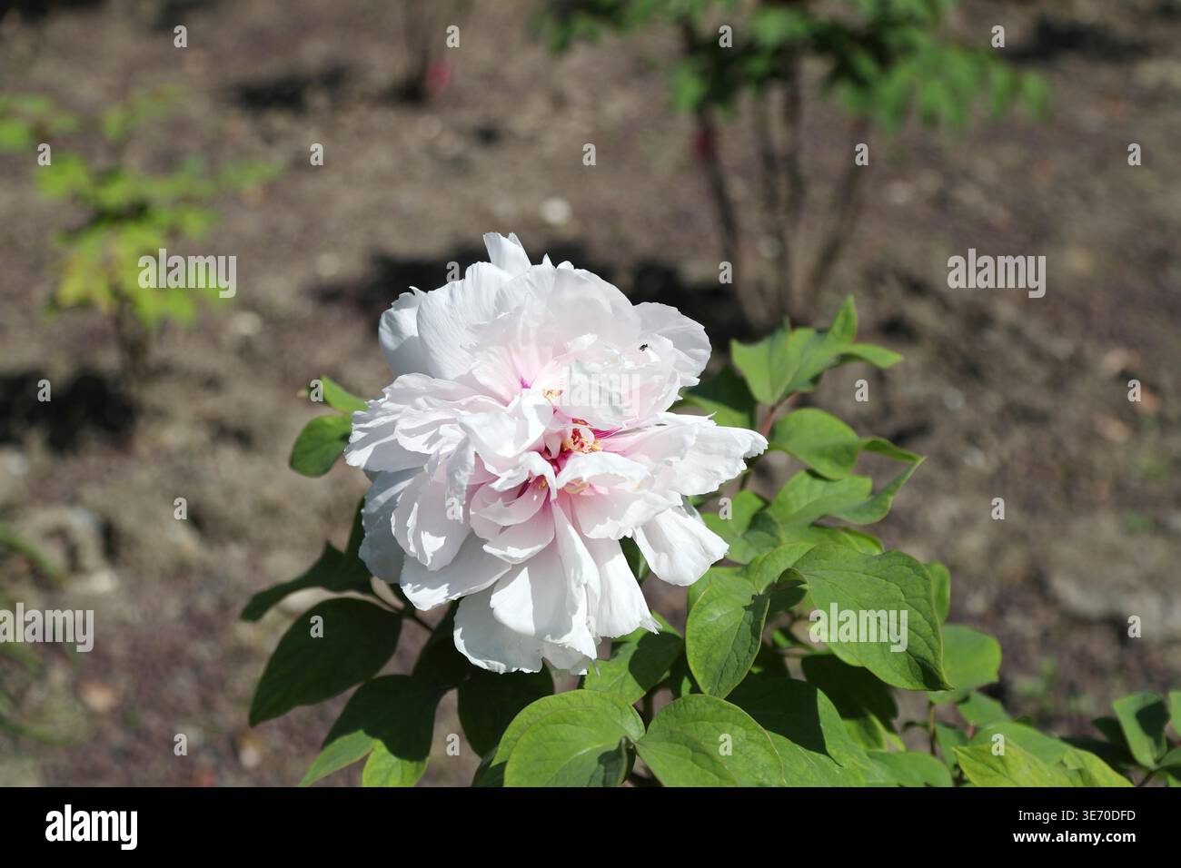Peonies bloom in a Shanghai park during their optimal viewing period in ...